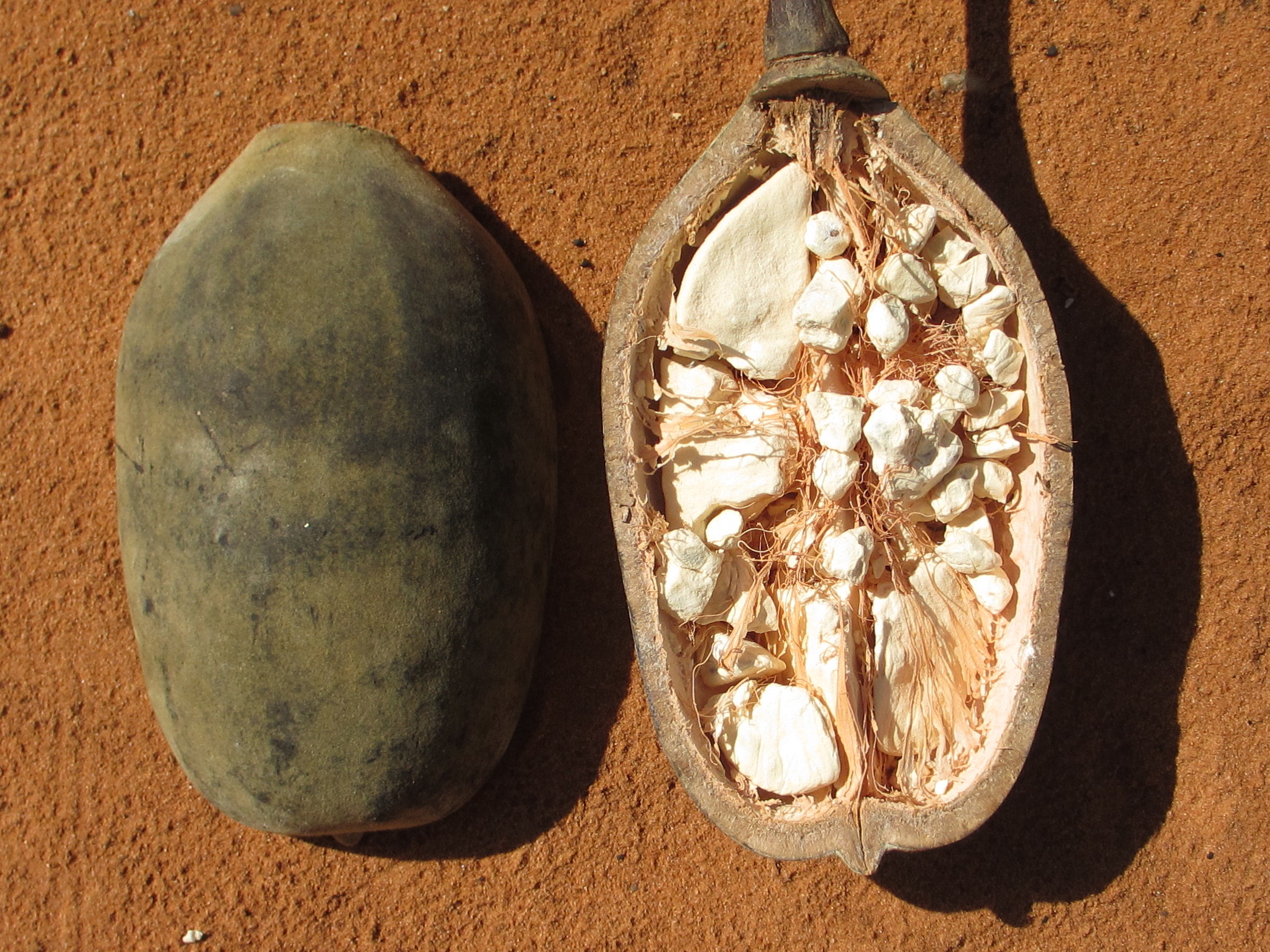 Baobab fruit 8750413322