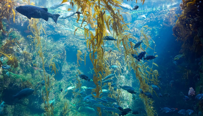 kelp forest tank birch aquarium photo 14548 318340