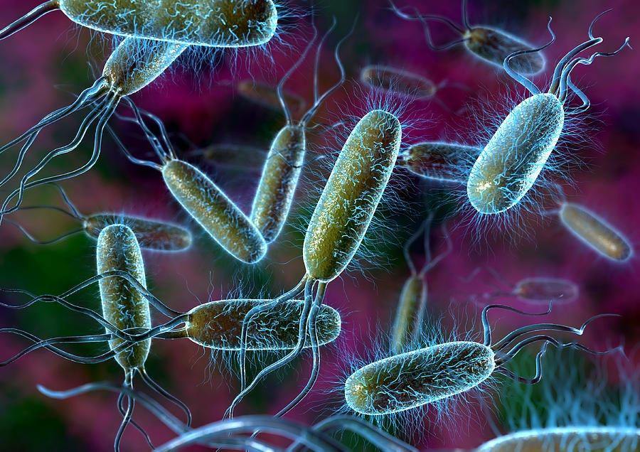 e coli bacteria david mack